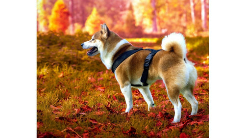 Les chiens japonais : ces races venues de l'archipel nippon et qui ont conquis le monde !