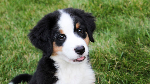 Le Bouvier Bernois un chien Suisse
