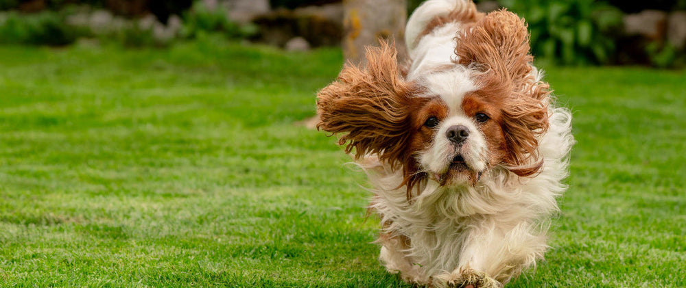 Cavalier King Charles courant sur une pelouse verte, oreilles au vent et regard tourné vers l’objectif.
