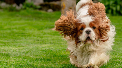 Cavalier King Charles courant sur une pelouse verte, oreilles au vent et regard tourné vers l’objectif.