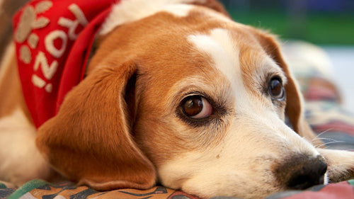 Le Beagle, le chien tricolore anglais