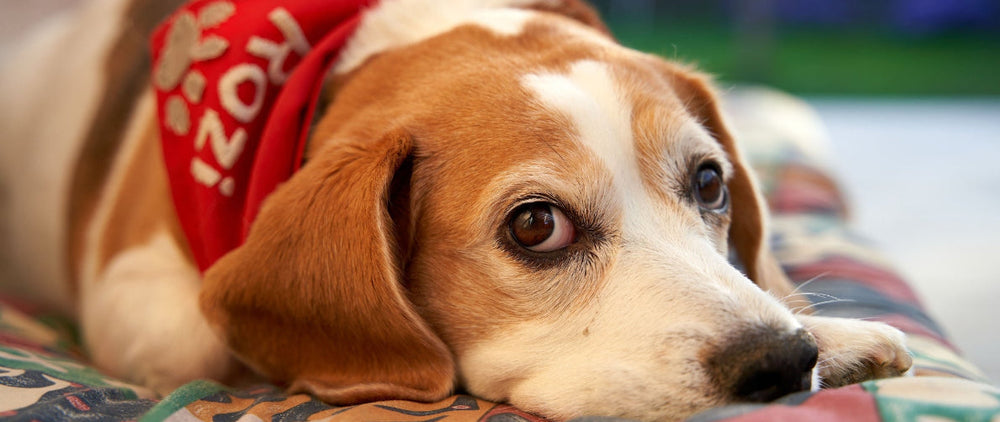 Le Beagle, le chien tricolore anglais