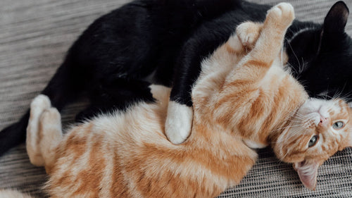 Deux chats blottis l'un contre l'autre pendant un moment de jeu et de complicité.