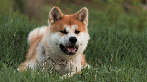 Les chiens japonais : ces races venues de l'archipel nippon et qui ont conquis le monde !