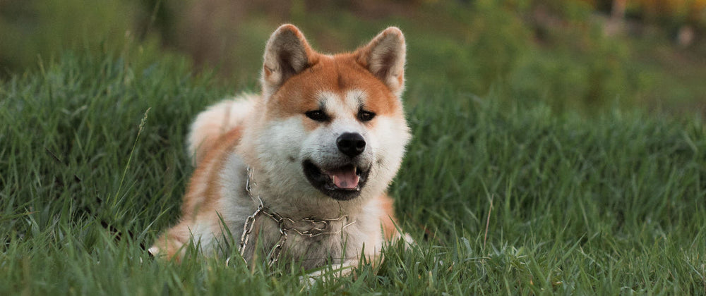 Les chiens japonais : ces races venues de l'archipel nippon et qui ont conquis le monde !