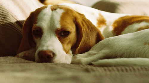 Chien allongé sur un lit, le regard fatigué, pouvant évoquer un malaise ou une douleur.