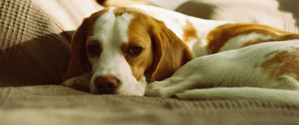 Chien allongé sur un lit, le regard fatigué, pouvant évoquer un malaise ou une douleur.