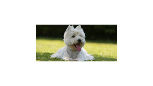 Année du T: Quels noms de chiens pour 2022 ?