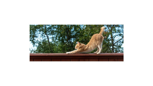 Pourquoi les chats s'étirent ?