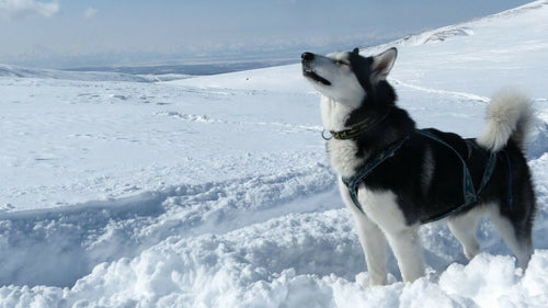 Le Husky Sibérien ou Siberian Huskies