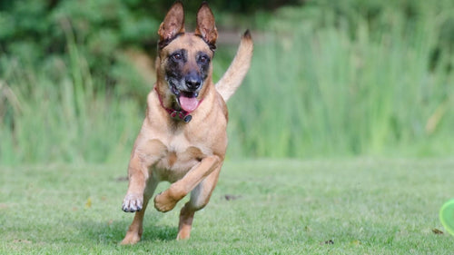 Le Berger Belge Malinois chien de garde et de protection