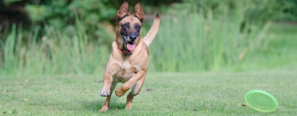 Le Berger Belge Malinois chien de garde et de protection