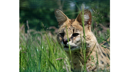 Le Savannah un chat à demi Serval
