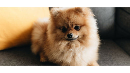 Spitz Nain (Loulou de Poméranie) : tout savoir sur la race, les chiots, le prix et l’élevage