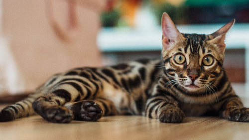 Toyger, chat à l'allure de petit tigre