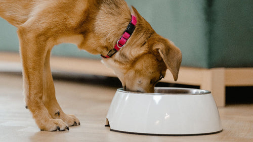 Une croquette hypoallergénique pour chien sans céréales ?