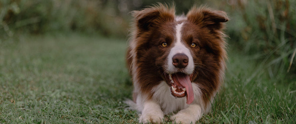 Vermifuger son chien : pourquoi, quand et comment ?