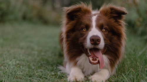 Vermifuger son chien : pourquoi, quand et comment ?