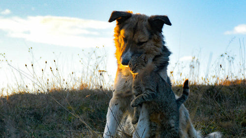 Chien et chat jouant dans la nature.