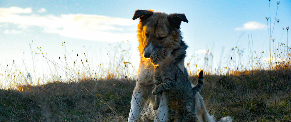 Chien et chat jouant dans la nature.