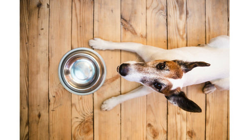 Comment nos croquettes Protect Dermato aident à soulager les troubles cutanés liés à la dermatite atopique chez le chien ?