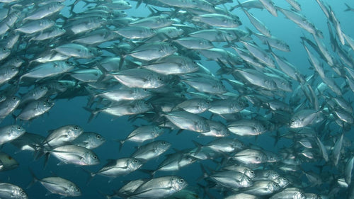 Autolysats de Poisson, Peptides Marins et Huiles d’origine marine : Les 3 ingrédients clés des croquettes Pro-Nutrition