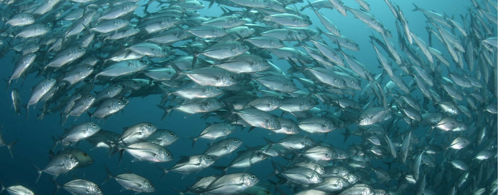 Autolysats de Poisson, Peptides Marins et Huiles d’origine marine : Les 3 ingrédients clés des croquettes Pro-Nutrition