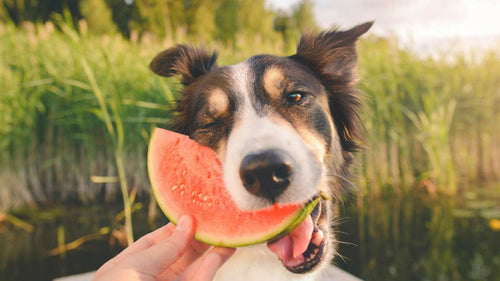 Comment protéger mon chien pendant les fortes chaleurs ?