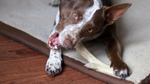 Bois cerf à mâcher pour chien : est-ce recommandé ?