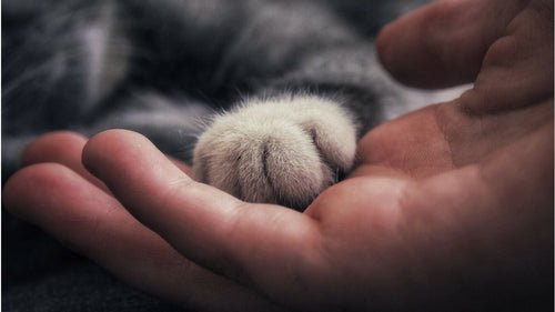 Les chats peuvent-ils tomber amoureux ?