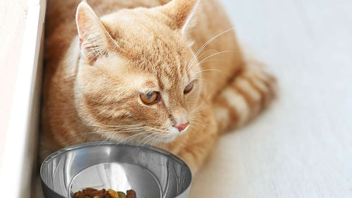 Pourquoi mon chat ne veut pas manger?