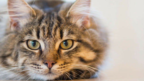 Les 8 miaulements ou autres bruits à connaitre pour comprendre votre chat