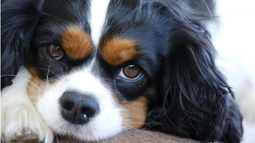 Le Cavalier King Charles un chien emblématique