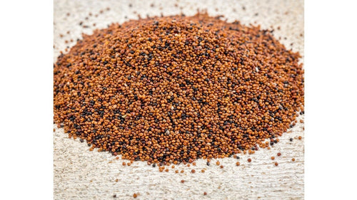 Céréales dans les croquettes : quels inconvénients ?