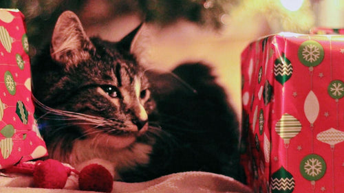 Chiens et chats à Noël : les risques à éviter