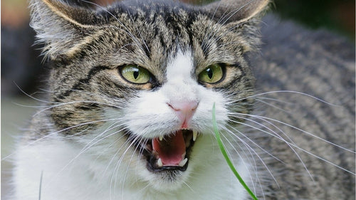 Les 6 signes qui montrent que votre chat est en colère