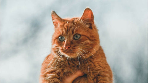 Les chats les plus célèbres des dessins animés