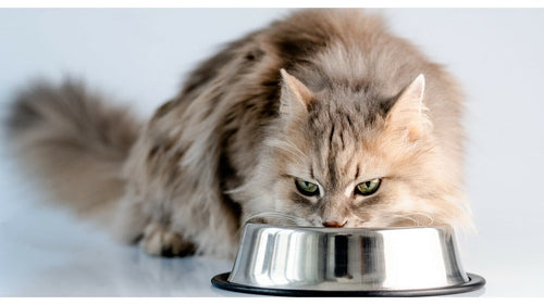 L'importance des protéines dans l’alimentation du chien et du chat
