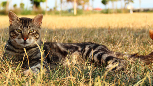 Que mange réellement un chat à l’état sauvage 