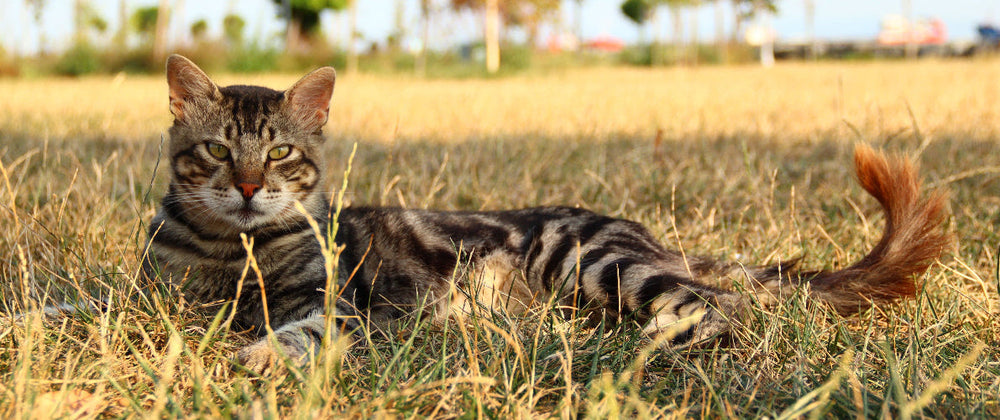Que mange réellement un chat à l’état sauvage 