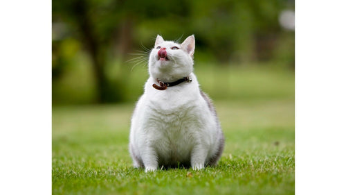 Les croquettes sans céréales pour chat sont-elles light ?