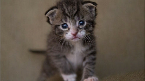 Chaton male ou femelle : comment les reconnaitre ?