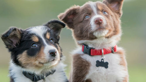 Nos conseils pour bien accueillir votre chiot à la maison