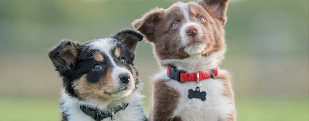 Nos conseils pour bien accueillir votre chiot à la maison