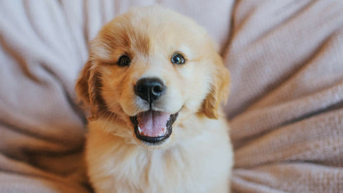 Prénoms de Chien en B pour l'année 2026 : Le Guide de la Lettre B !