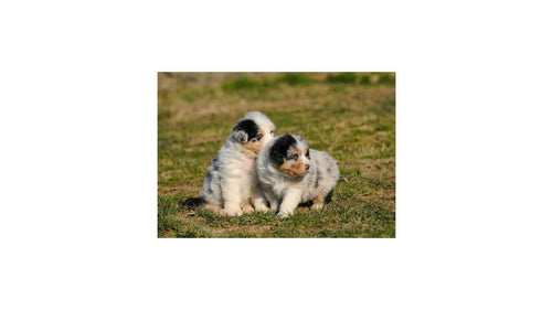 Peut-on donner des croquettes sans céréales à un chiot ?