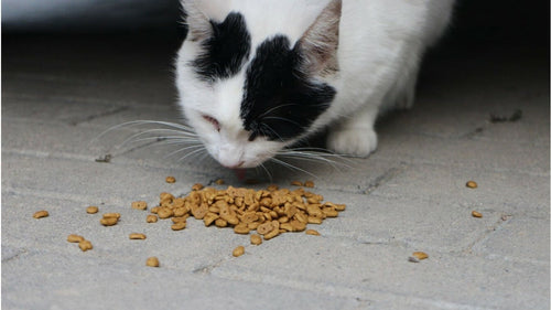 Quelle quantité de croquettes pour mon chat ?