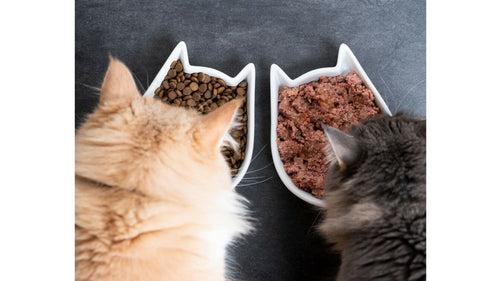 Quelles sont les meilleures croquettes sans céréales pour chat ?