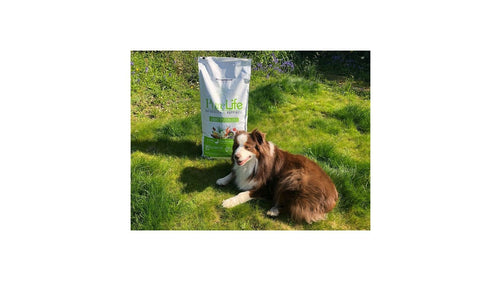 Quelle croquette sans céréales pour chien choisir ?