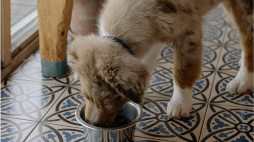 Quelle quantité de croquettes dois-je donner à mon chien ?